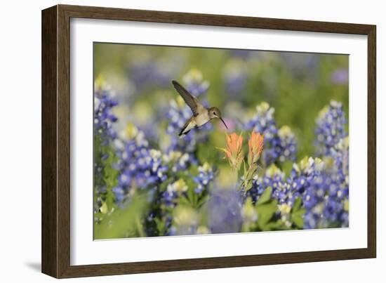 Black-chinned Hummingbird female feeding, Hill Country, Texas, USA-Rolf Nussbaumer-Framed Photographic Print