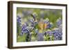 Black-chinned Hummingbird female feeding, Hill Country, Texas, USA-Rolf Nussbaumer-Framed Photographic Print