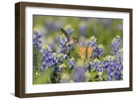 Black-chinned Hummingbird female feeding, Hill Country, Texas, USA-Rolf Nussbaumer-Framed Photographic Print