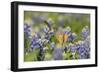 Black-chinned Hummingbird female feeding, Hill Country, Texas, USA-Rolf Nussbaumer-Framed Photographic Print