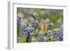 Black-chinned Hummingbird female feeding, Hill Country, Texas, USA-Rolf Nussbaumer-Framed Photographic Print