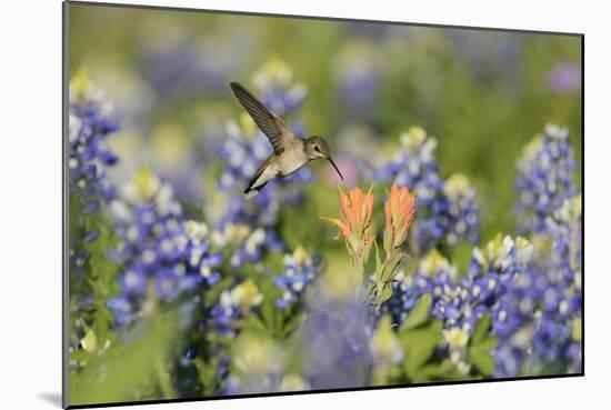 Black-chinned Hummingbird female feeding, Hill Country, Texas, USA-Rolf Nussbaumer-Mounted Photographic Print