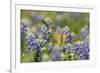 Black-chinned Hummingbird female feeding, Hill Country, Texas, USA-Rolf Nussbaumer-Framed Photographic Print