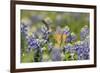 Black-chinned Hummingbird female feeding, Hill Country, Texas, USA-Rolf Nussbaumer-Framed Photographic Print