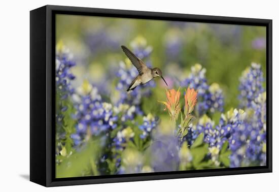Black-chinned Hummingbird female feeding, Hill Country, Texas, USA-Rolf Nussbaumer-Framed Stretched Canvas