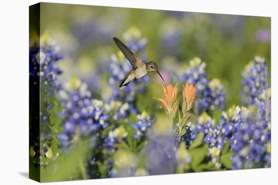 Black-chinned Hummingbird female feeding, Hill Country, Texas, USA-Rolf Nussbaumer-Stretched Canvas