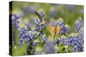 Black-chinned Hummingbird female feeding, Hill Country, Texas, USA-Rolf Nussbaumer-Stretched Canvas