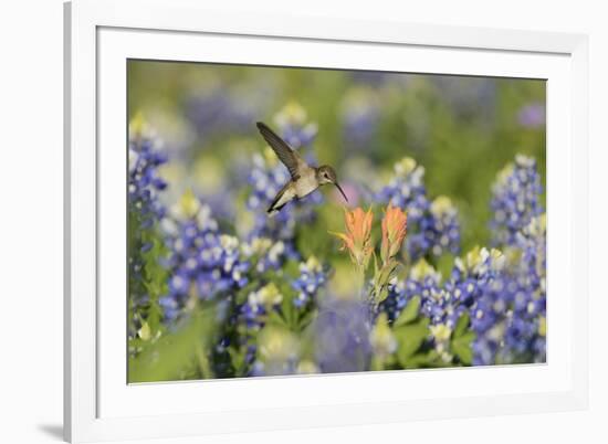 Black-chinned Hummingbird female feeding, Hill Country, Texas, USA-Rolf Nussbaumer-Framed Premium Photographic Print