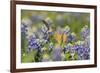 Black-chinned Hummingbird female feeding, Hill Country, Texas, USA-Rolf Nussbaumer-Framed Premium Photographic Print