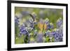 Black-chinned Hummingbird female feeding, Hill Country, Texas, USA-Rolf Nussbaumer-Framed Premium Photographic Print