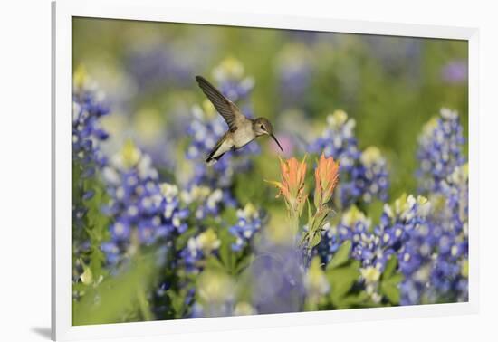 Black-chinned Hummingbird female feeding, Hill Country, Texas, USA-Rolf Nussbaumer-Framed Photographic Print