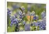 Black-chinned Hummingbird female feeding, Hill Country, Texas, USA-Rolf Nussbaumer-Framed Photographic Print