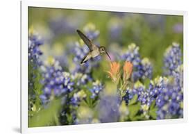 Black-chinned Hummingbird female feeding, Hill Country, Texas, USA-Rolf Nussbaumer-Framed Photographic Print