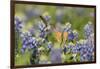 Black-chinned Hummingbird female feeding, Hill Country, Texas, USA-Rolf Nussbaumer-Framed Photographic Print