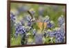 Black-chinned Hummingbird female feeding, Hill Country, Texas, USA-Rolf Nussbaumer-Framed Photographic Print