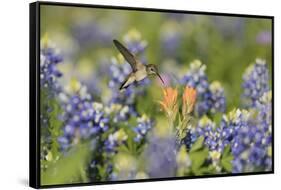 Black-chinned Hummingbird female feeding, Hill Country, Texas, USA-Rolf Nussbaumer-Framed Stretched Canvas