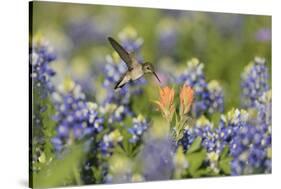 Black-chinned Hummingbird female feeding, Hill Country, Texas, USA-Rolf Nussbaumer-Stretched Canvas