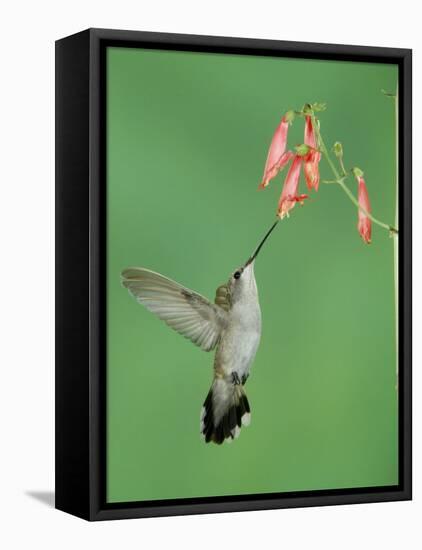 Black Chinned Hummingbird, Female Feeding on Penstemon Flower, Arizona, USA-Rolf Nussbaumer-Framed Stretched Canvas