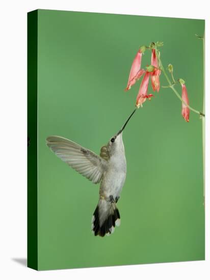 Black Chinned Hummingbird, Female Feeding on Penstemon Flower, Arizona, USA-Rolf Nussbaumer-Stretched Canvas