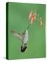 Black Chinned Hummingbird, Female Feeding on Penstemon Flower, Arizona, USA-Rolf Nussbaumer-Stretched Canvas