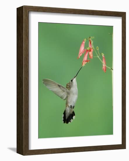 Black Chinned Hummingbird, Female Feeding on Penstemon Flower, Arizona, USA-Rolf Nussbaumer-Framed Photographic Print