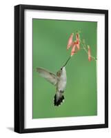 Black Chinned Hummingbird, Female Feeding on Penstemon Flower, Arizona, USA-Rolf Nussbaumer-Framed Photographic Print