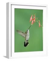 Black Chinned Hummingbird, Female Feeding on Penstemon Flower, Arizona, USA-Rolf Nussbaumer-Framed Photographic Print