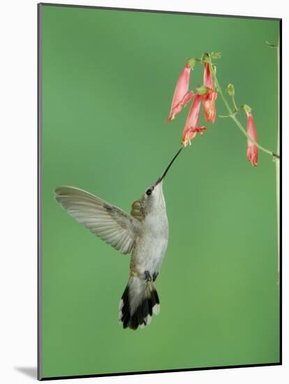 Black Chinned Hummingbird, Female Feeding on Penstemon Flower, Arizona, USA-Rolf Nussbaumer-Mounted Photographic Print