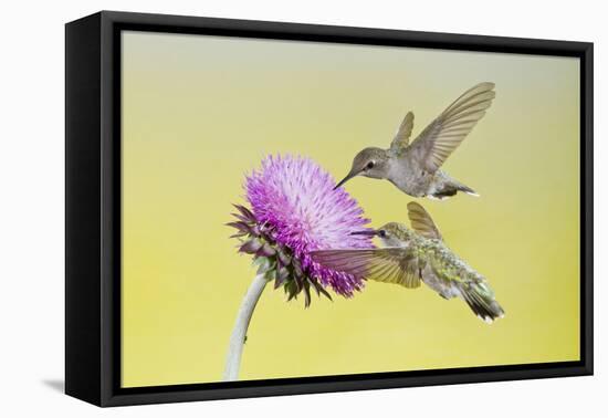 Black-Chinned Hummingbird Females Feeding at Flowers, Texas, USA-Larry Ditto-Framed Stretched Canvas