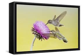 Black-Chinned Hummingbird Females Feeding at Flowers, Texas, USA-Larry Ditto-Framed Stretched Canvas