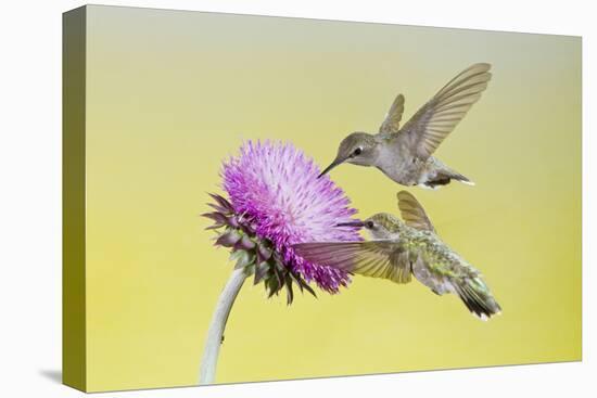 Black-Chinned Hummingbird Females Feeding at Flowers, Texas, USA-Larry Ditto-Stretched Canvas
