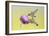 Black-Chinned Hummingbird Females Feeding at Flowers, Texas, USA-Larry Ditto-Framed Photographic Print