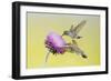 Black-Chinned Hummingbird Females Feeding at Flowers, Texas, USA-Larry Ditto-Framed Photographic Print