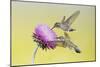 Black-Chinned Hummingbird Females Feeding at Flowers, Texas, USA-Larry Ditto-Mounted Photographic Print