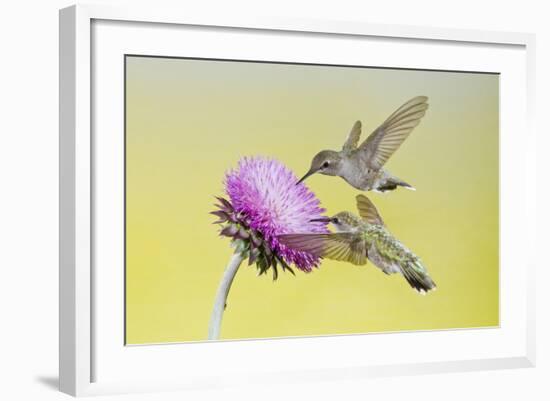 Black-Chinned Hummingbird Females Feeding at Flowers, Texas, USA-Larry Ditto-Framed Photographic Print