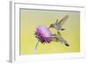 Black-Chinned Hummingbird Females Feeding at Flowers, Texas, USA-Larry Ditto-Framed Photographic Print