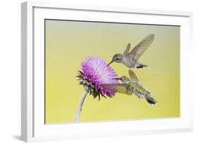 Black-Chinned Hummingbird Females Feeding at Flowers, Texas, USA-Larry Ditto-Framed Photographic Print