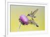 Black-Chinned Hummingbird Females Feeding at Flowers, Texas, USA-Larry Ditto-Framed Photographic Print