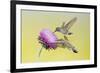 Black-Chinned Hummingbird Females Feeding at Flowers, Texas, USA-Larry Ditto-Framed Photographic Print