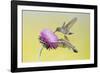 Black-Chinned Hummingbird Females Feeding at Flowers, Texas, USA-Larry Ditto-Framed Photographic Print