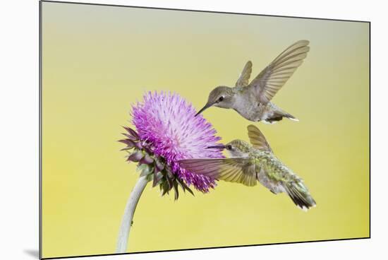 Black-Chinned Hummingbird Females Feeding at Flowers, Texas, USA-Larry Ditto-Mounted Photographic Print