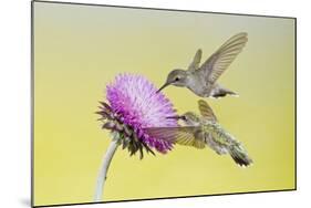 Black-Chinned Hummingbird Females Feeding at Flowers, Texas, USA-Larry Ditto-Mounted Photographic Print