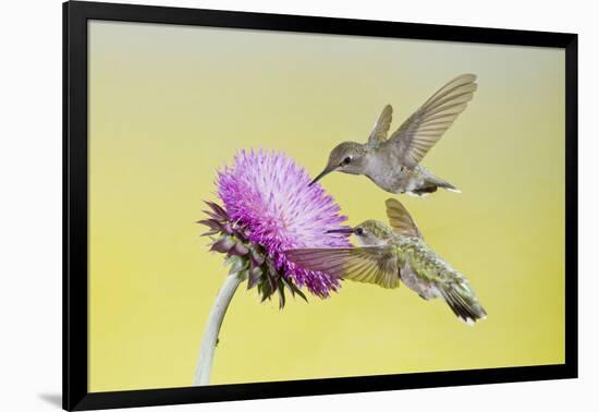 Black-Chinned Hummingbird Females Feeding at Flowers, Texas, USA-Larry Ditto-Framed Photographic Print