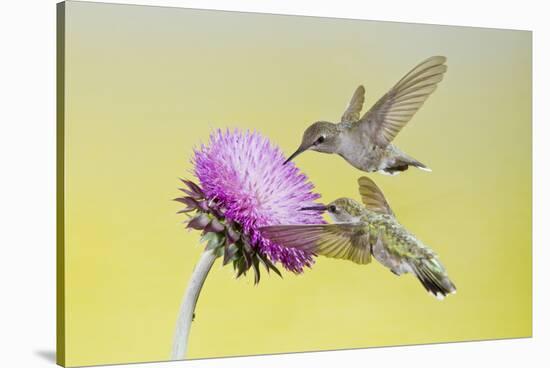 Black-Chinned Hummingbird Females Feeding at Flowers, Texas, USA-Larry Ditto-Stretched Canvas