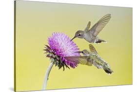 Black-Chinned Hummingbird Females Feeding at Flowers, Texas, USA-Larry Ditto-Stretched Canvas