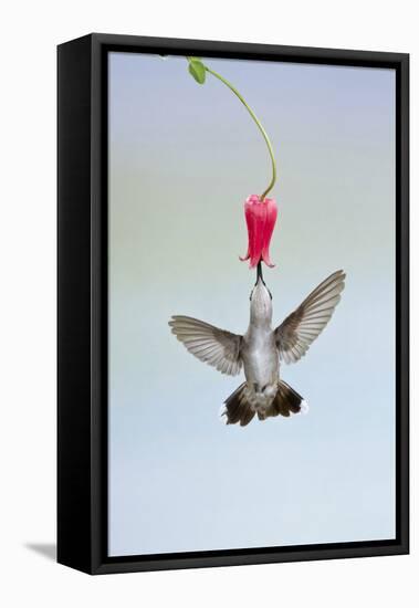 Black-Chinned Hummingbird Females Feeding at Flowers, Texas, USA-Larry Ditto-Framed Stretched Canvas