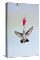 Black-Chinned Hummingbird Females Feeding at Flowers, Texas, USA-Larry Ditto-Stretched Canvas