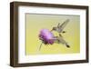 Black-Chinned Hummingbird Females Feeding at Flowers, Texas, USA-Larry Ditto-Framed Photographic Print