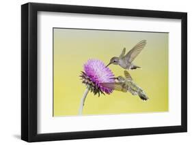 Black-Chinned Hummingbird Females Feeding at Flowers, Texas, USA-Larry Ditto-Framed Photographic Print