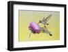 Black-Chinned Hummingbird Females Feeding at Flowers, Texas, USA-Larry Ditto-Framed Photographic Print